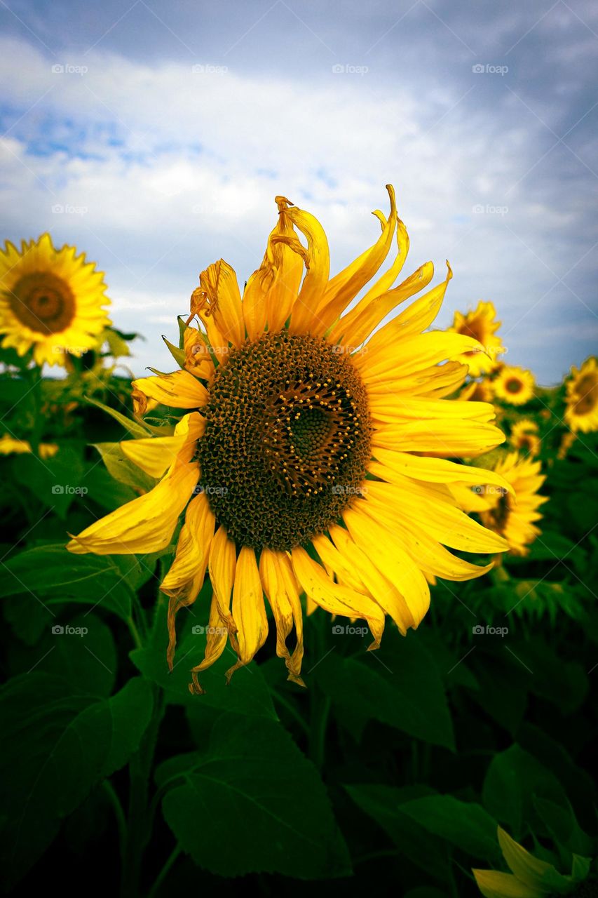 Sunflower 