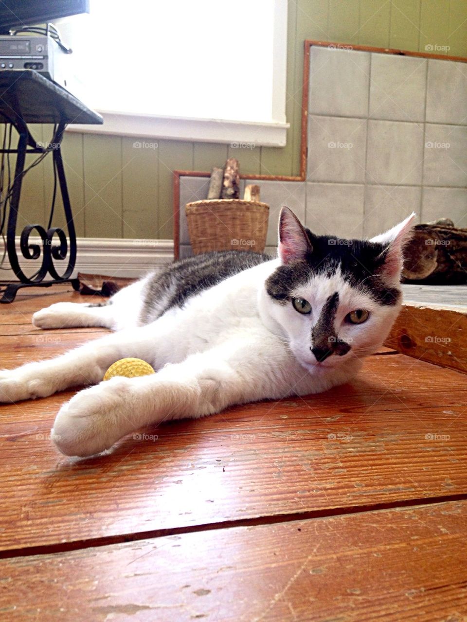 Cat with yellow ball