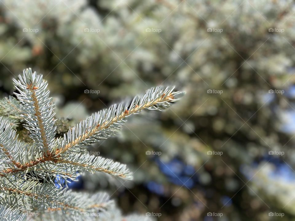 Needles of the Christmas tree. Natural background. Texture
