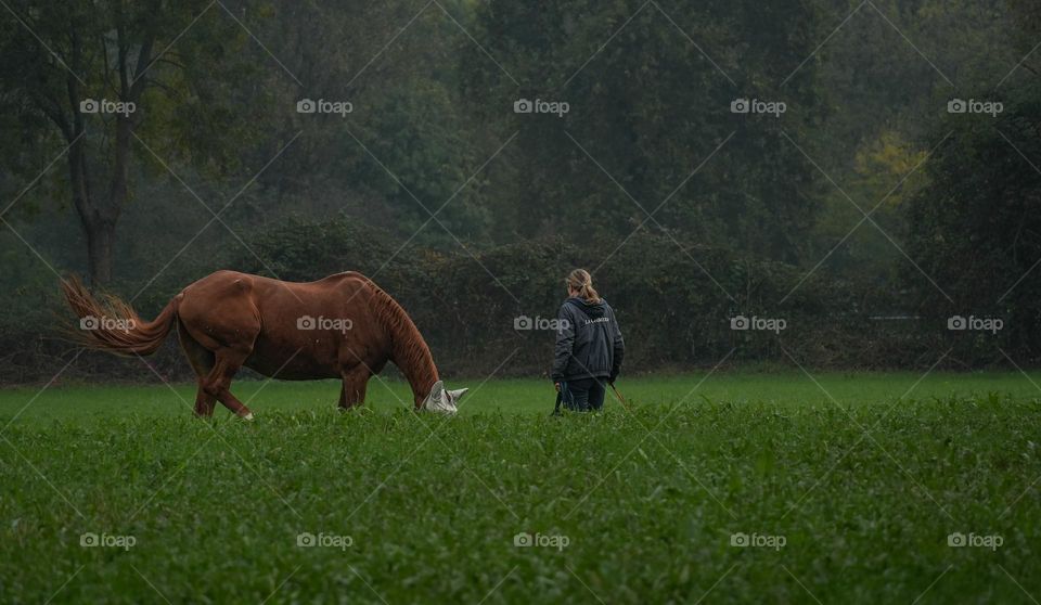 Horse in the park 