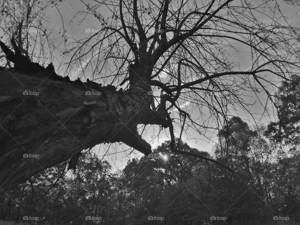 Silhouette of a dead tree in gray tones