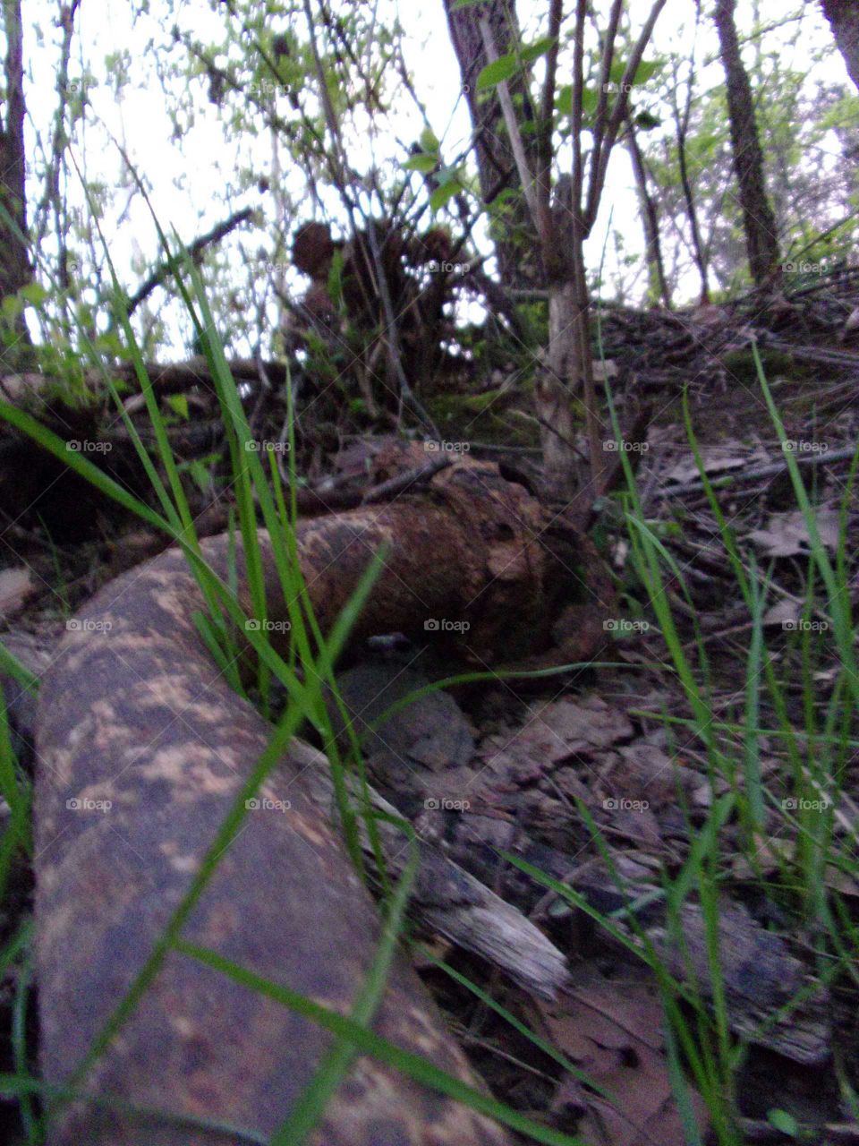 Piping left to rust amongst the foliage