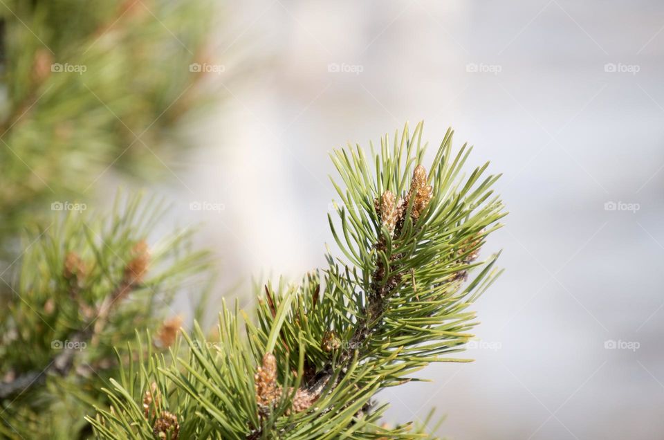 Pine needles show pine cone growth in the early spring