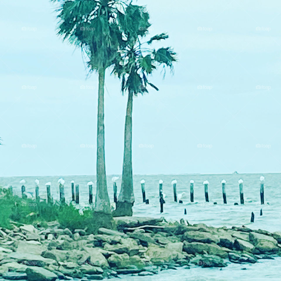Next the fish markets In Seabrook Texas and shore line these locals big birds have found their own perches. Wouldn’t be surprised if the same birds sit on the same poles every day.