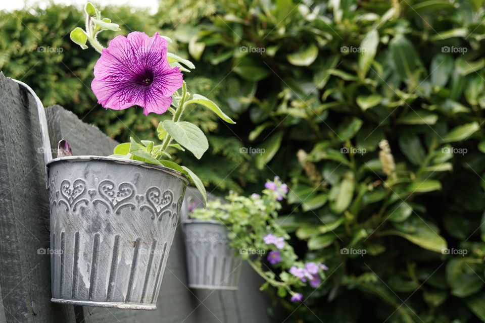 Newly planted Petunia showing its first flower … purple my favourite colour 💜