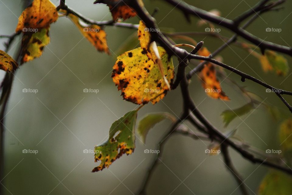 Close-up of leaf on branch