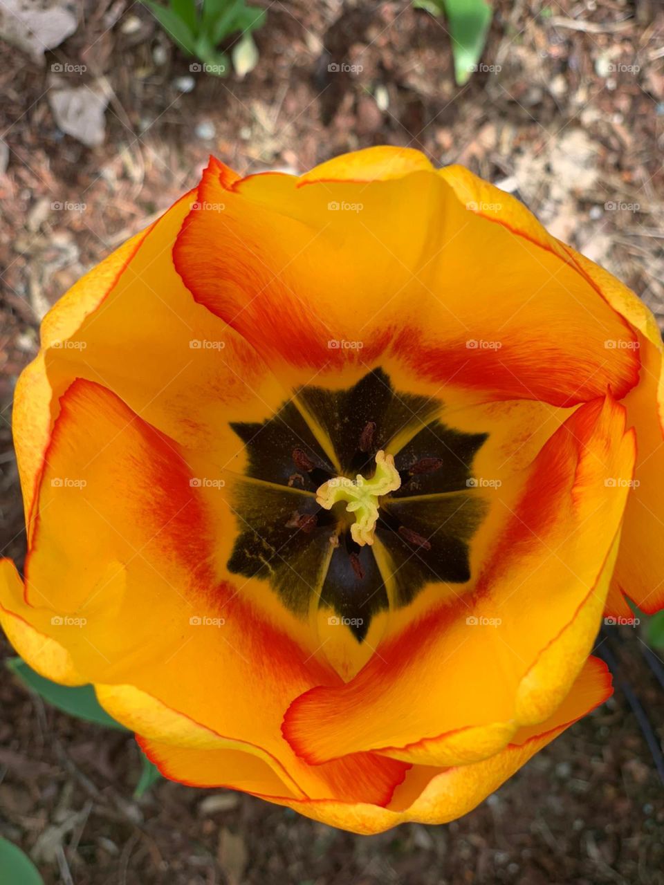 Yellow tulip