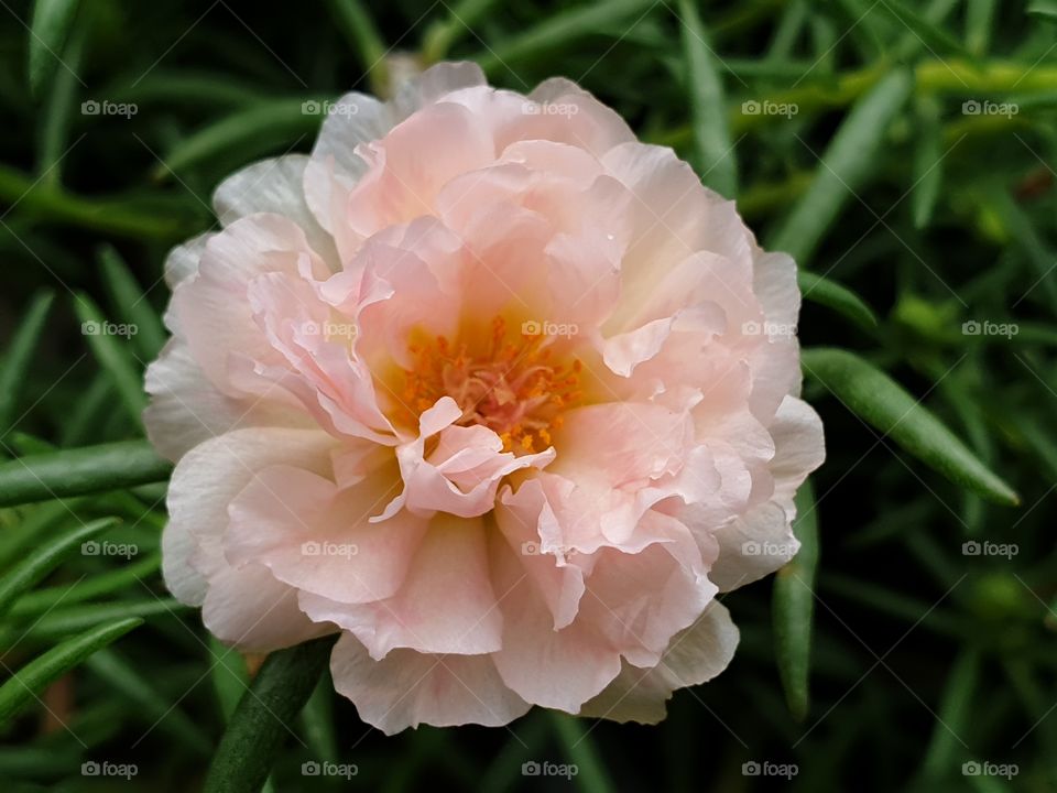 my beautiful Portulaca grandiflora