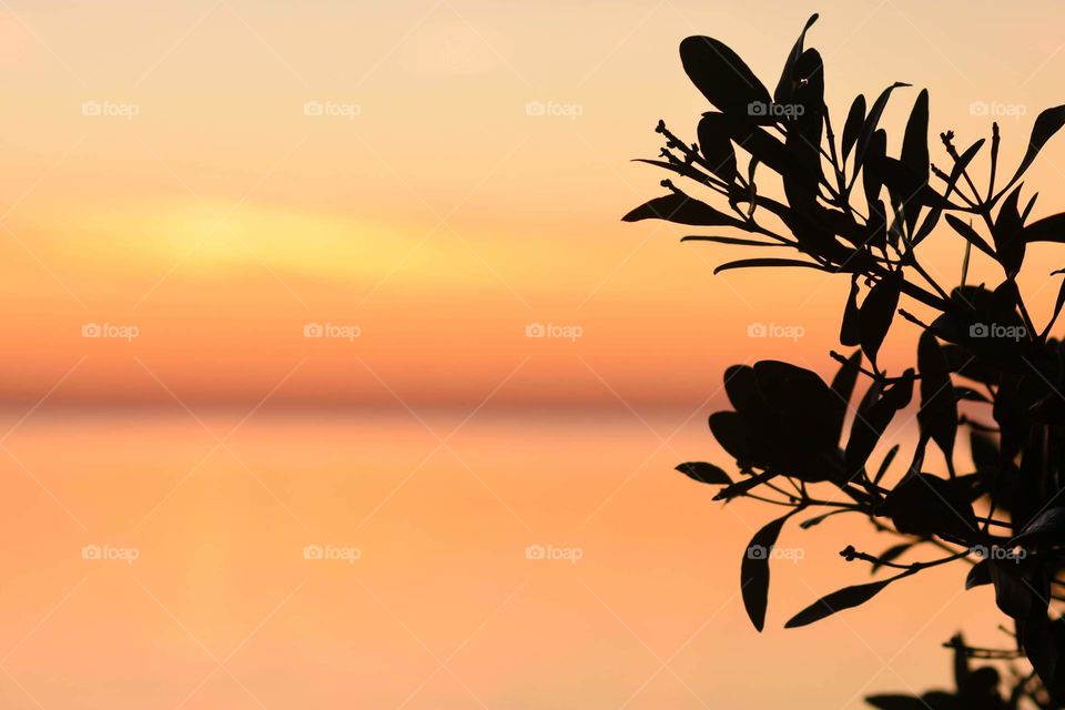 beautiful orange, red, and yellow colors of sunset behind the silhouette of tree branches