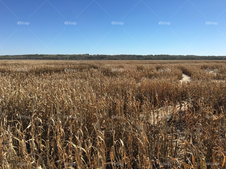 Corn Maze 