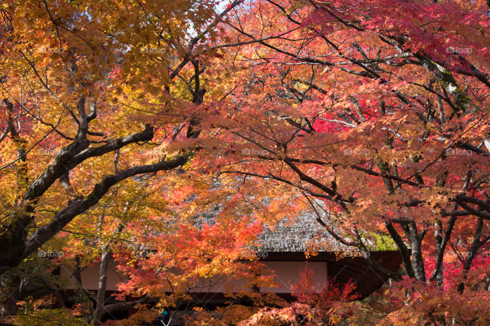 Autumn Leaves Japan 2017