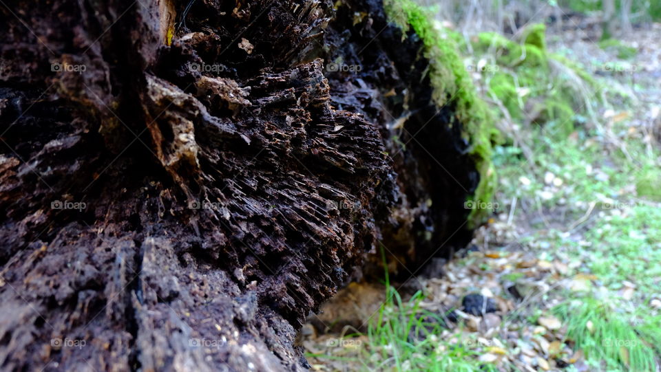 Rough texture of rotting log