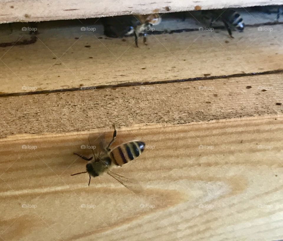 Closeup Bees at Hive Entrance