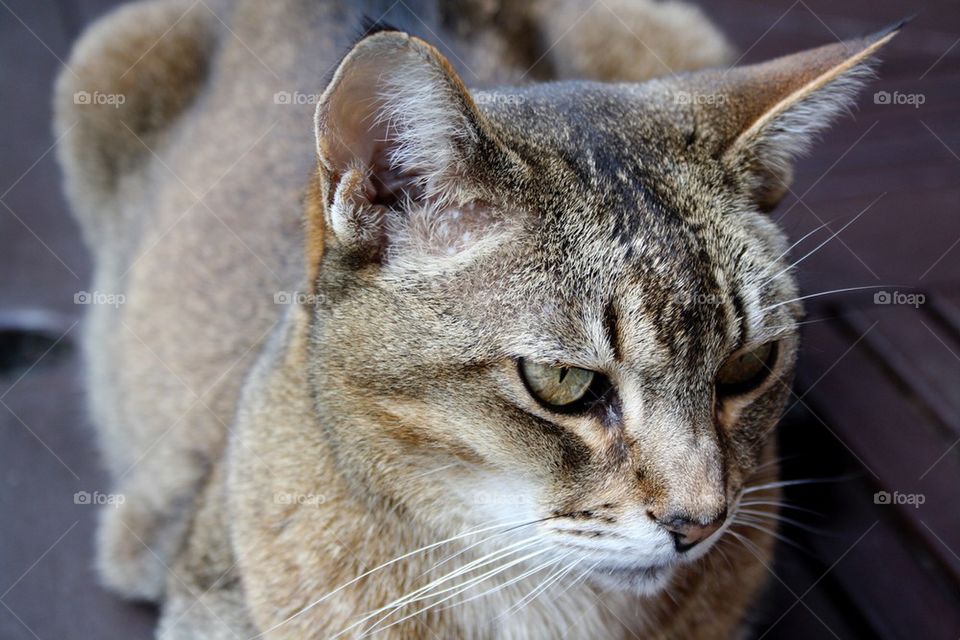 Abyssinian cat