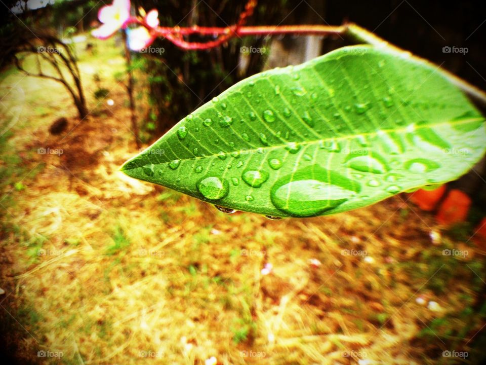 after rain. after rain .... a lot of drops at the leave . look fresh