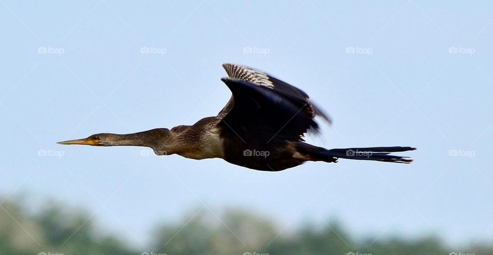 Anhinga in flight #1 
