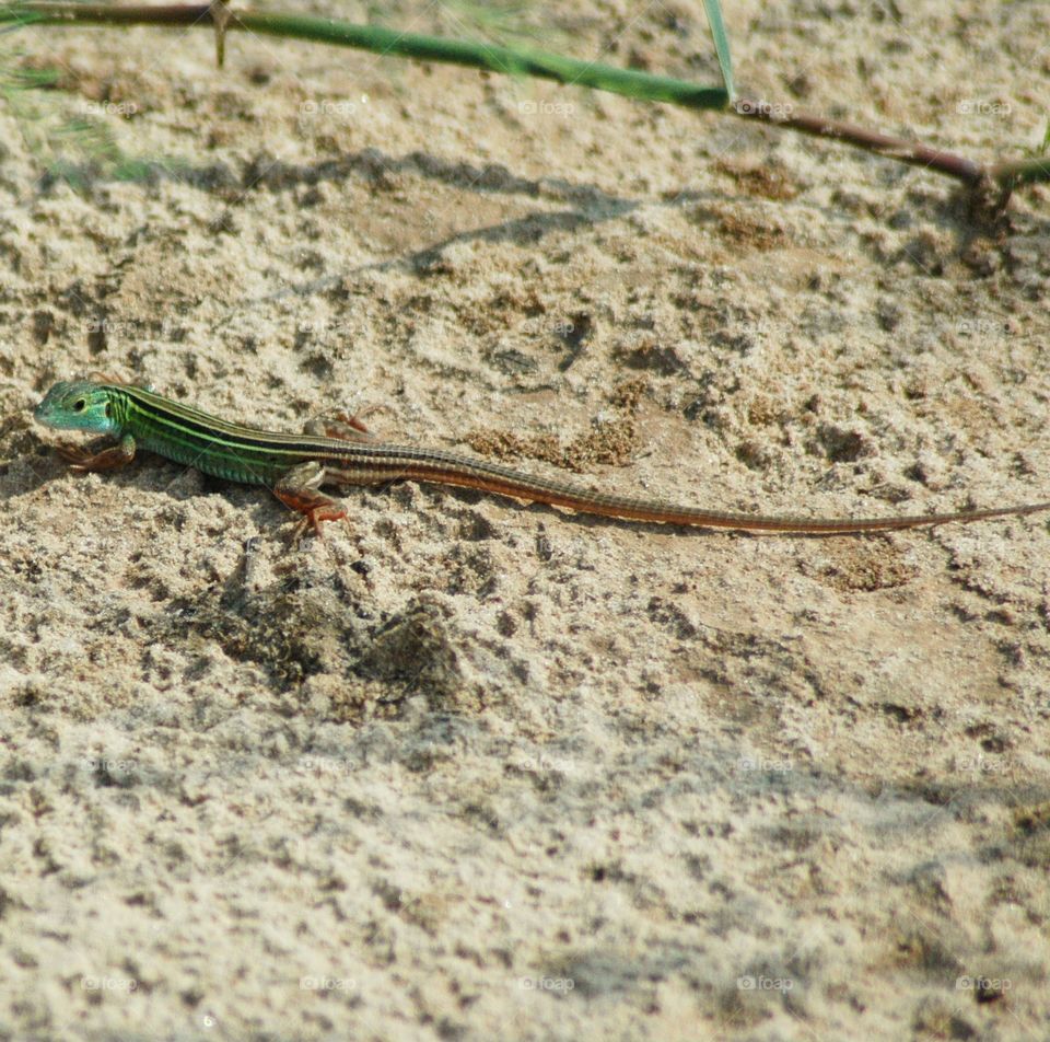 Close-up of sixlined racerunner