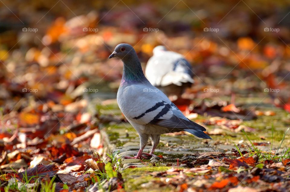 Pigeon among the fallen autumn leaves
