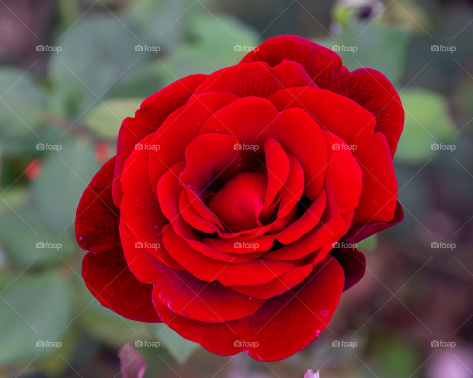 Just beautiful red rose