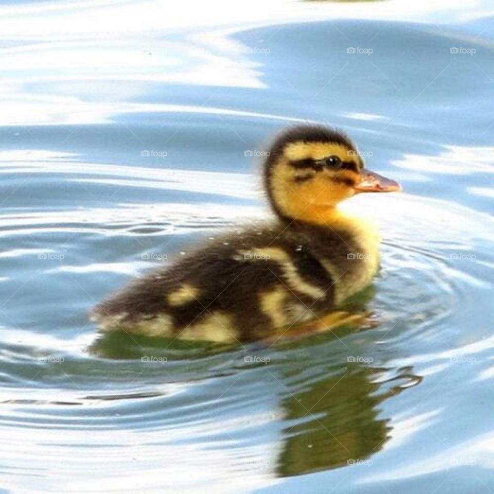 duckling