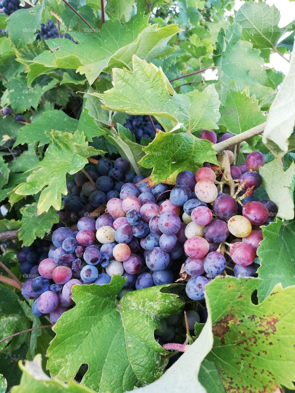 view of the vineyard and ripe grapes, grape harvest, autumn colors