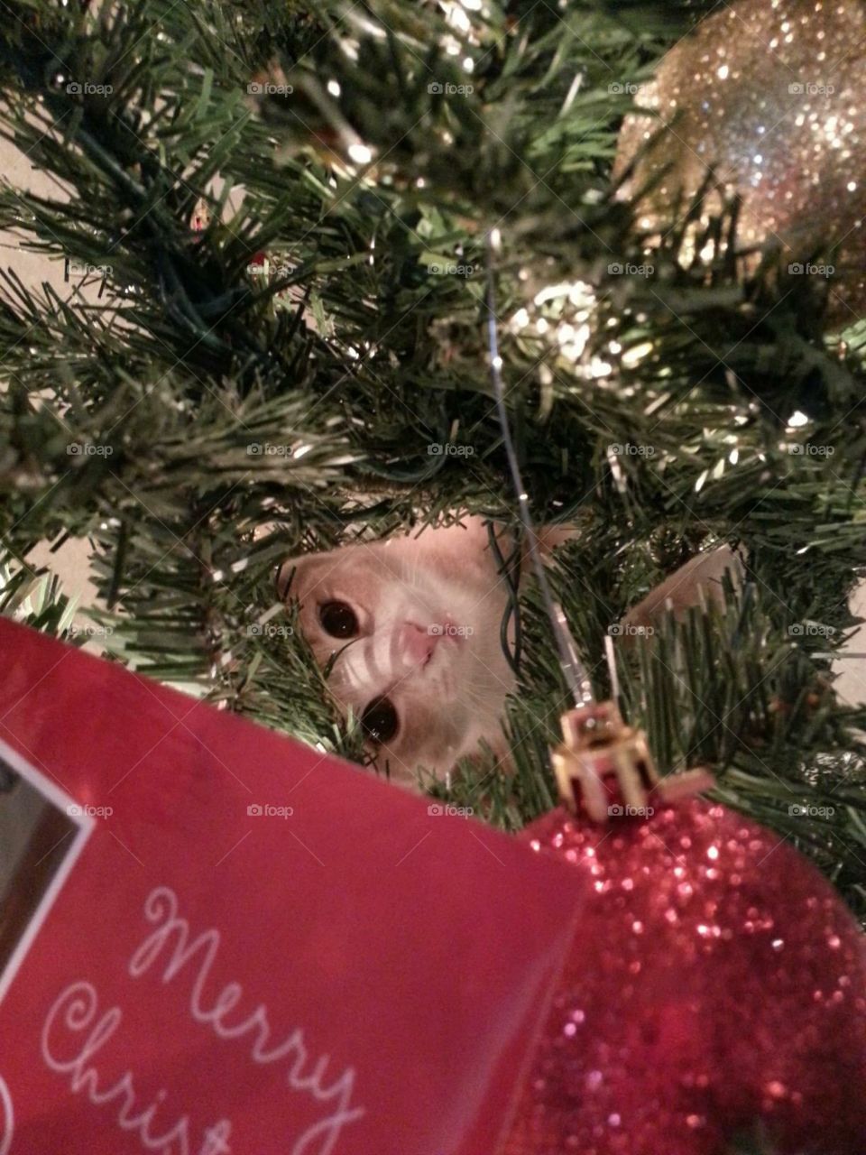 Cat ornament 