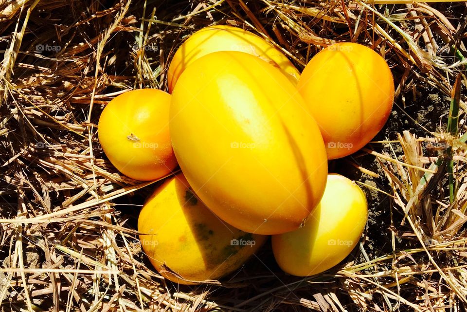 Yellow gourd on hay