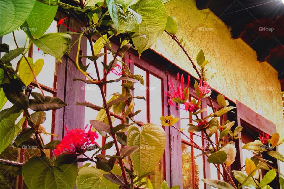 Vintage home windows