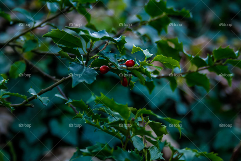 snowdrops first spring flowers