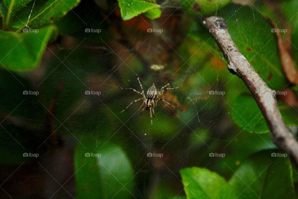 A female grass spider sitting on a web in a shrub awaiting a meal.