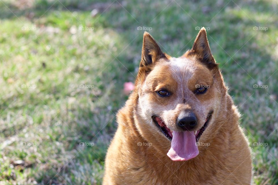 Happy Australian Cattle Dog / Red Heeler enjoying a beautiful day 