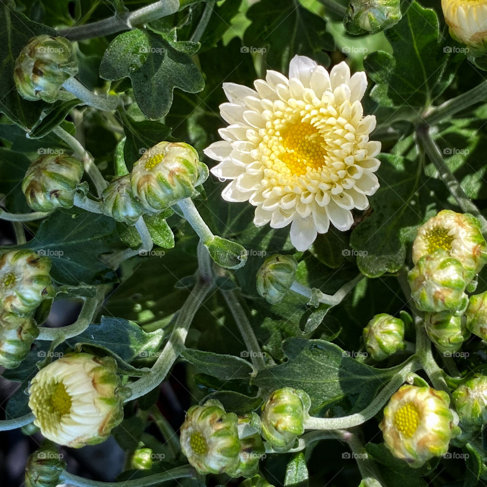 Mum buds about to blossom 