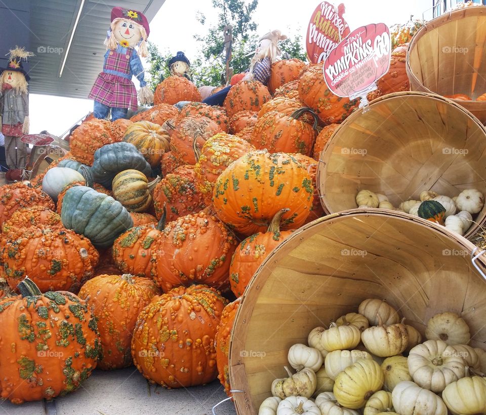Pumpkins fantasy regular mini in baskets scarecrow fall thanksgiving Halloween display for sale city market fun orange yellow green