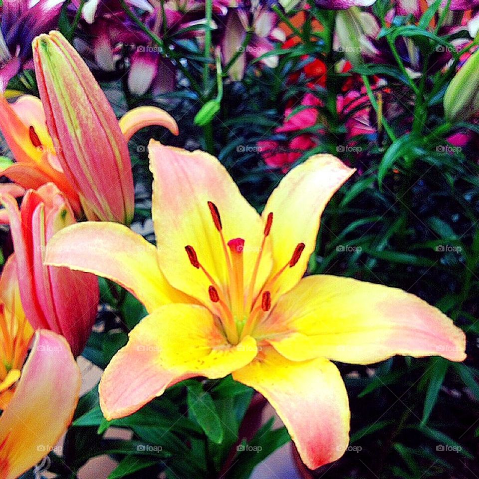 Yellow Pretty Flowers 