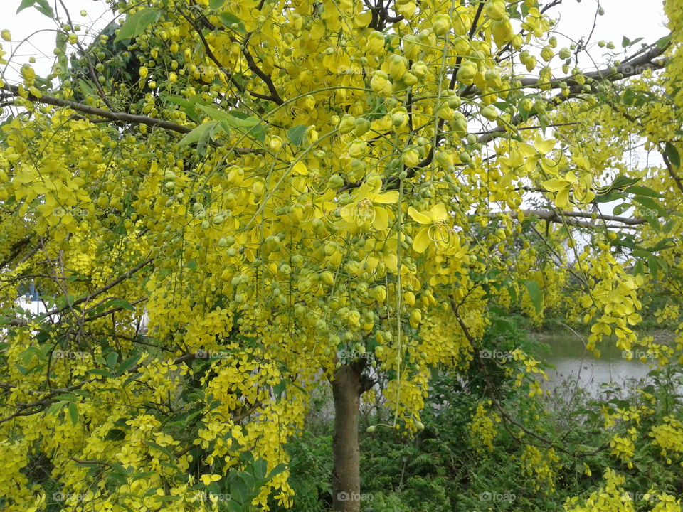Golden Shower Tree, Yellow Flowers