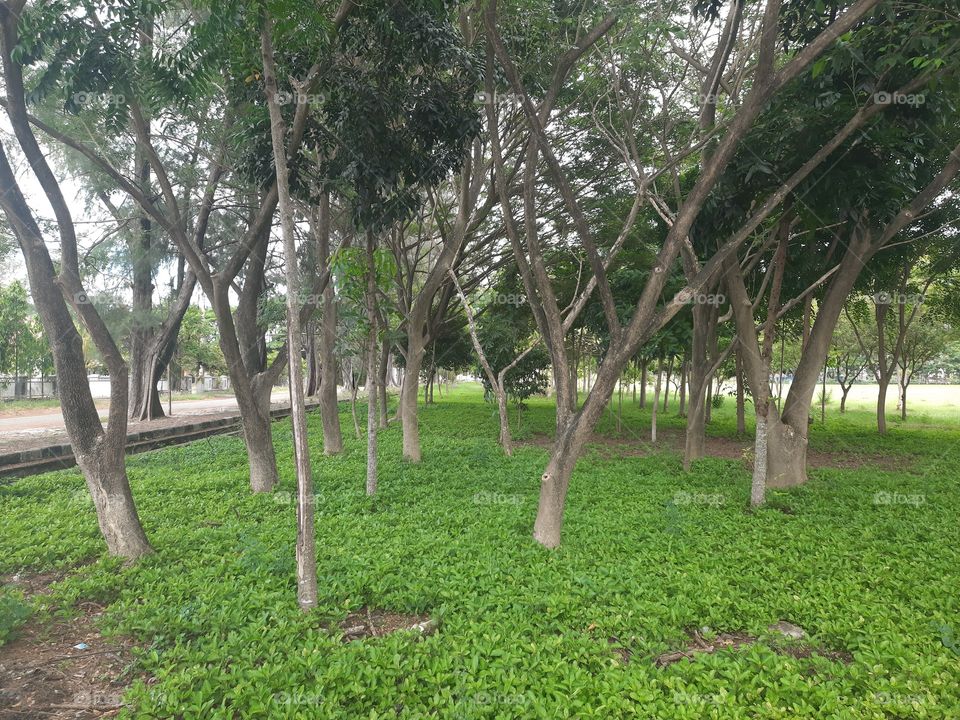 Green area on the Syiah Kuala campus, Banda Aceh, Indonesia