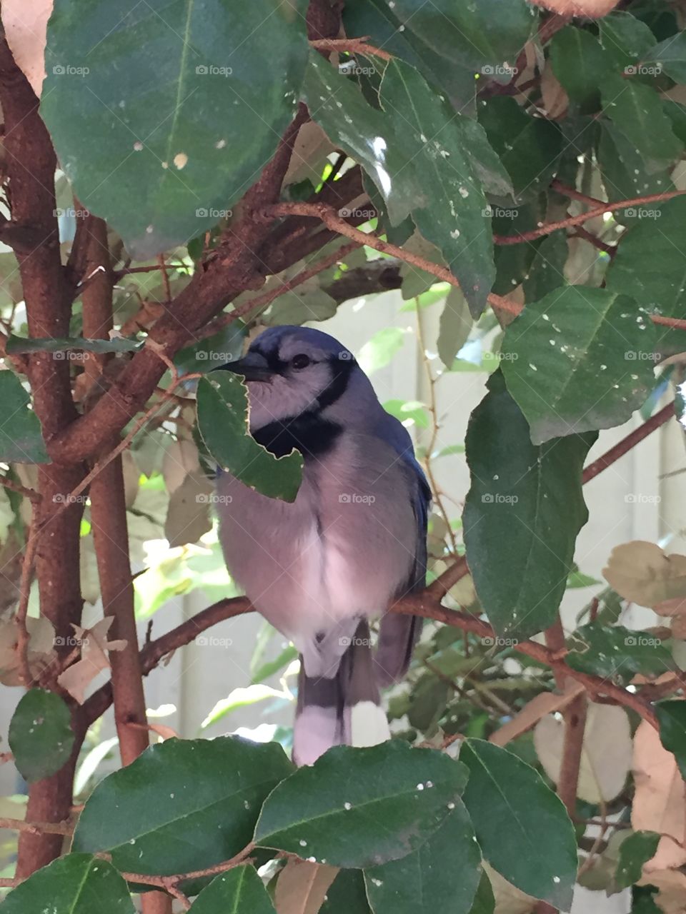 Blue Jay