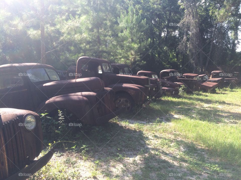 Old truck graveyard in Florida. 
