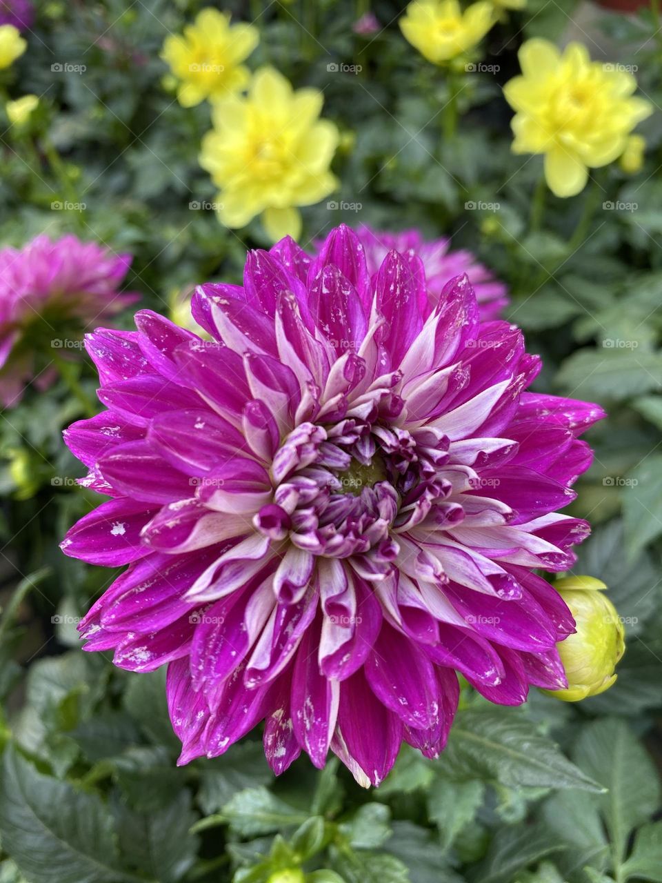 Dahlia pinnata