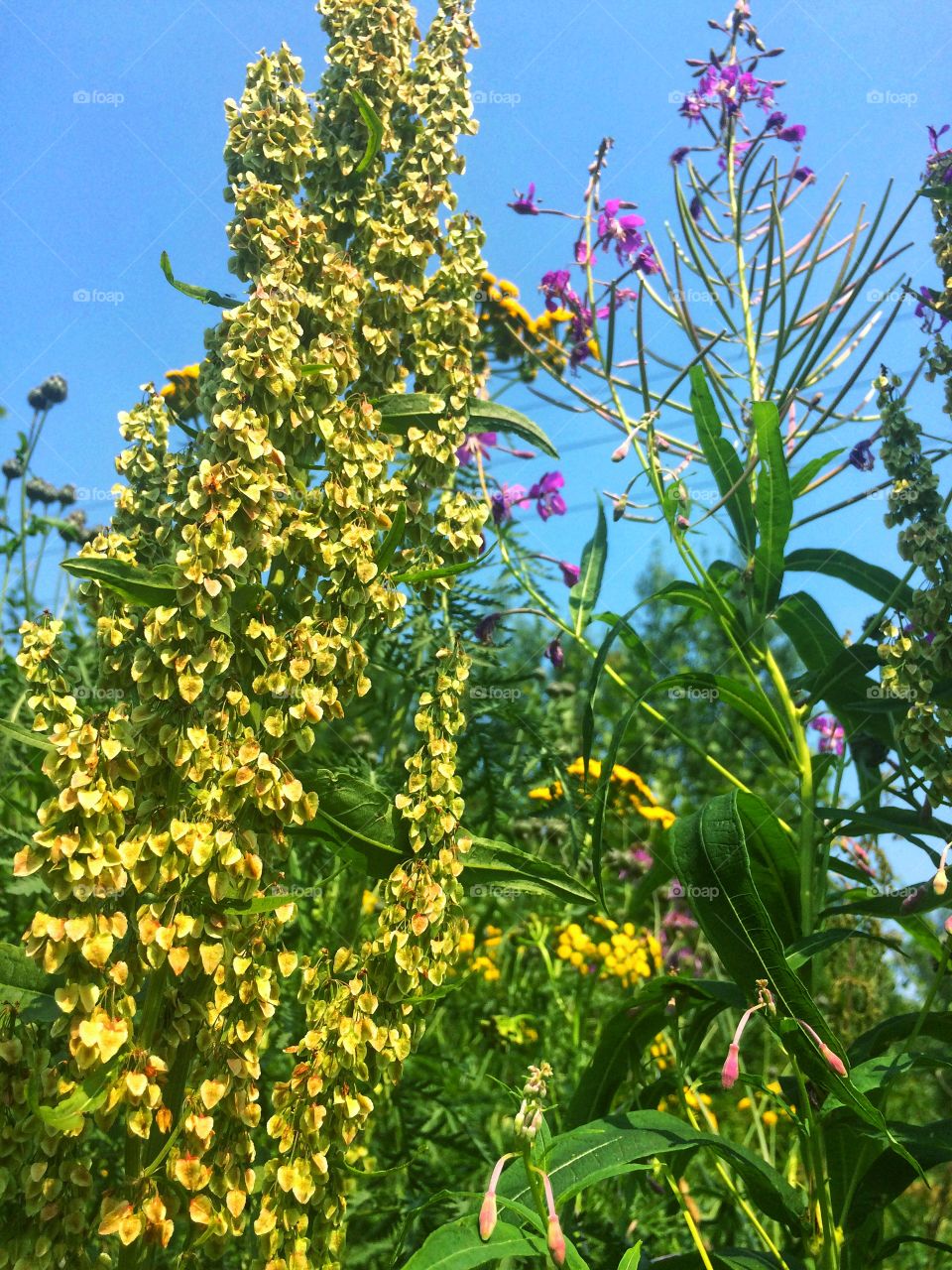 Blossom wildflower 