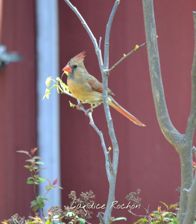 female cardinal