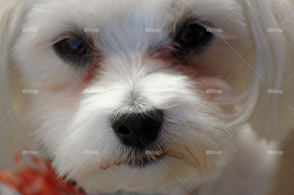 Close-up portrait of a puppy