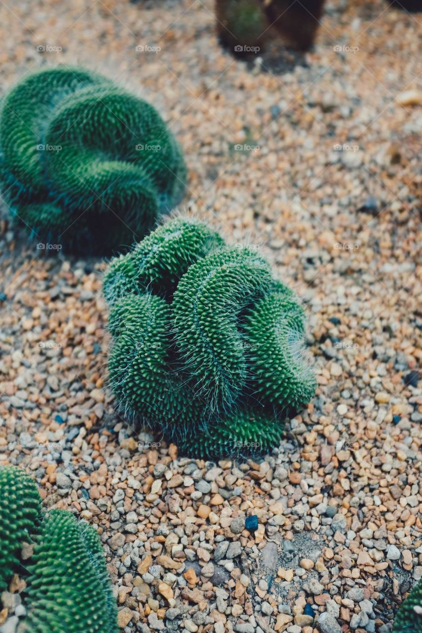 A group of curly green cacti is planted in a gravel flower bed.