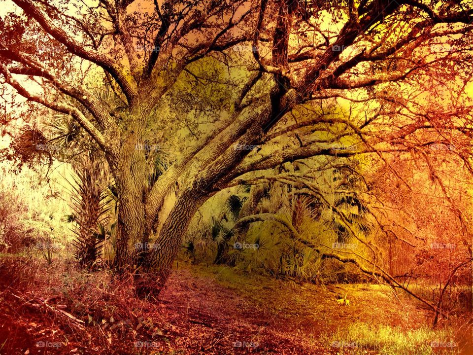 Light trails through the forest
