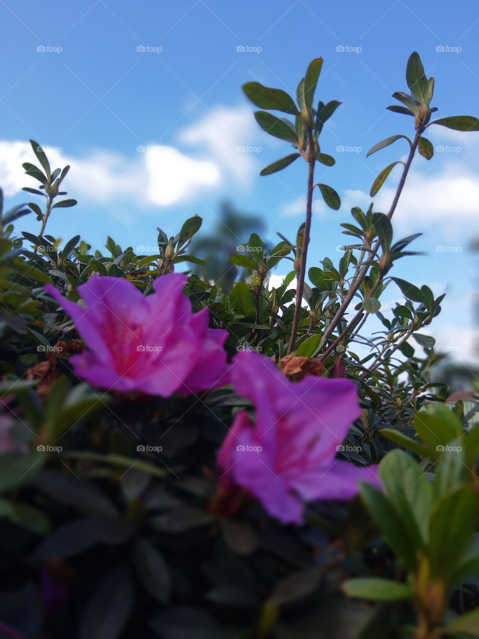 pink flowers