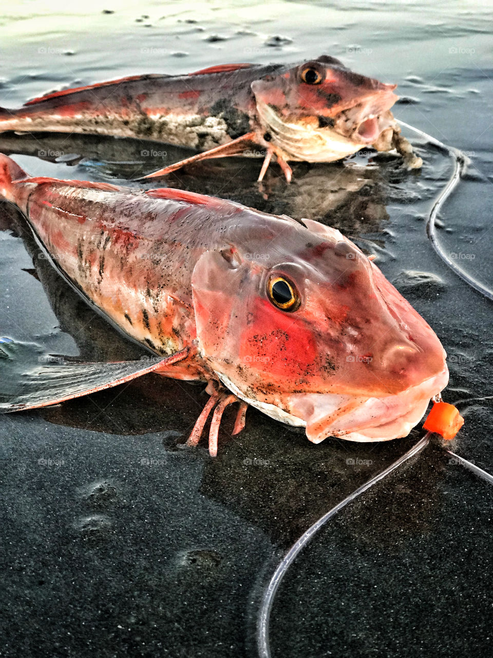 Gurnard