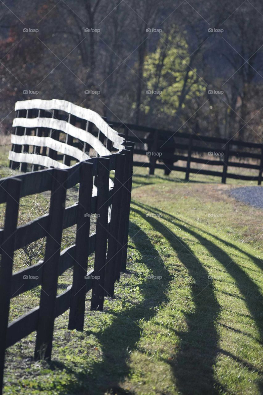 Fence and a Cow