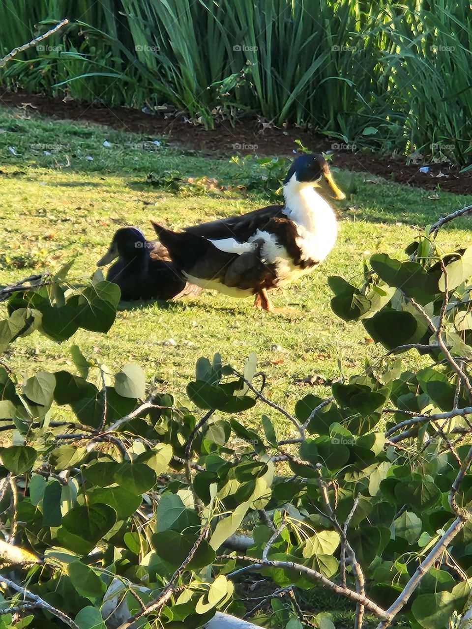 black white brown ducks resting on the grass in an Oregon park