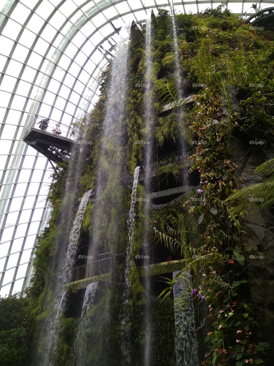 singapore cloud forest