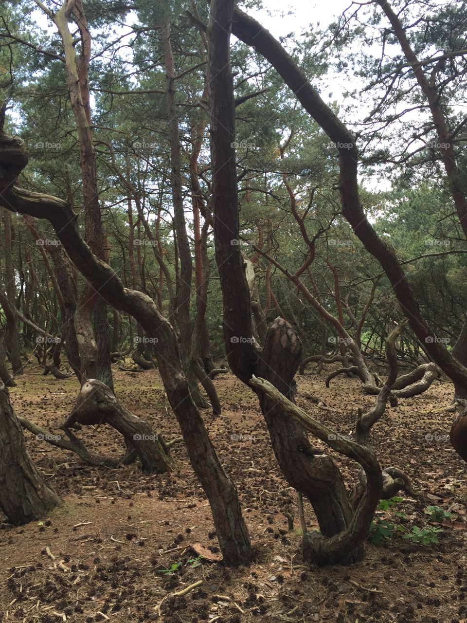 Trollskogen i Vejbystrand